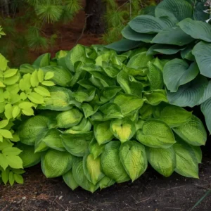 Hosta Paradigm Plant - Live Outdoor Rooted 5.25