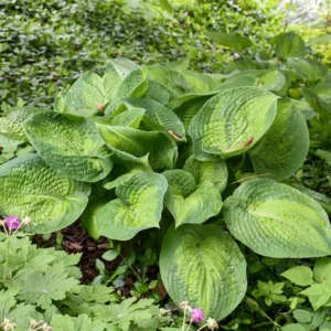 Hosta Paradigm Plant - Live Outdoor Rooted 5.25