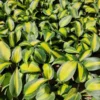Hosta Party Popper Plant - Live Hosta - 5.25" Pot - Outdoor Perennial Shade Plant