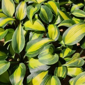 Hosta Party Popper Plant - Live Hosta - 5.25