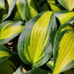 Hosta Party Popper Plant - Live Hosta - 5.25