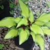 Hosta Pineapple Salsa Plant - 5.25 Inch Pot - Perennial Shade Plant