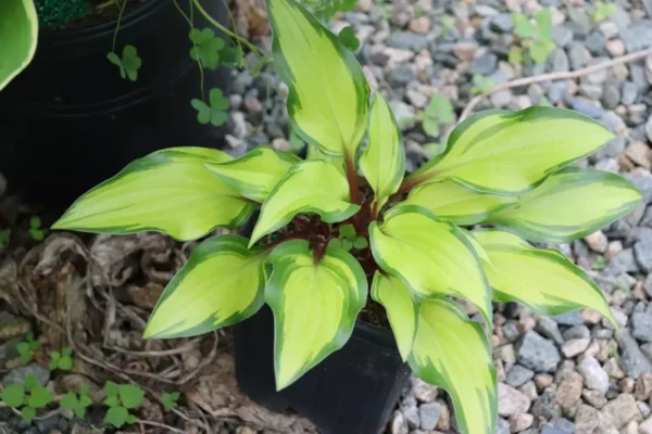 Hosta Pineapple Salsa Plant - 5.25 Inch Pot - Perennial Shade Plant