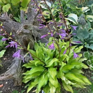 Hosta Pineapple Salsa Plant - 5.25 Inch Pot - Perennial Shade Plant