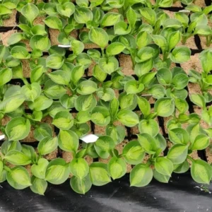 Hosta Pocketful of Sunshine Plant - 5.25