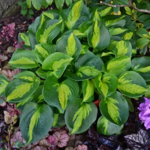 Hosta Pocketful of Sunshine Plant - 5.25