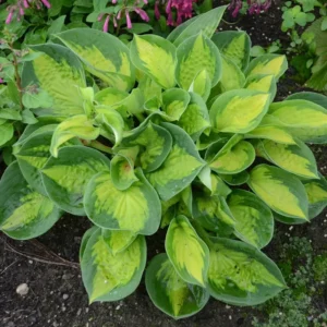 Hosta Pocketful of Sunshine Plant - 5.25