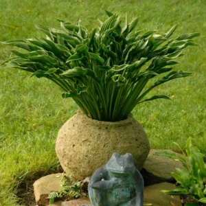 Hosta Praying Hands Plant - 5.25