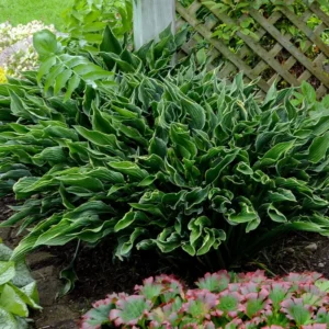 Hosta Praying Hands Plant - 5.25