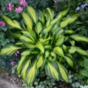 Hosta Rainbow's End Plant Live Well Rooted 5.25" Pot Perennial Shade Plant