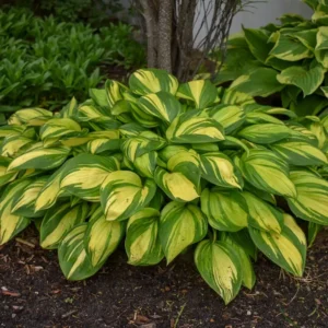 Hosta Rainbow's End Plant Live Well Rooted 5.25
