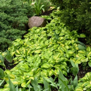 Hosta Rainbow's End Plant Live Well Rooted 5.25