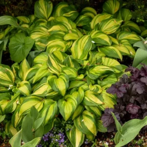 Hosta Rainbow's End Plant Live Well Rooted 5.25