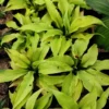 Hosta Relentless Live Plant - 5.25" Pot - Yellow Perennial Shade Plant