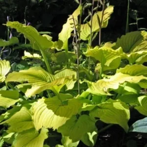Hosta Relentless Live Plant - 5.25