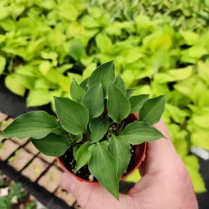 Hosta Rock Princess Plant - Live Miniature Hosta - 2