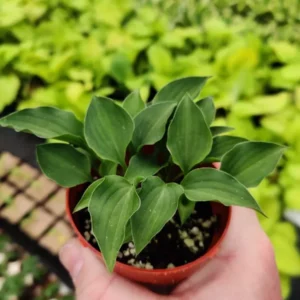 Hosta Rock Princess Plant - Live Miniature Hosta - 2