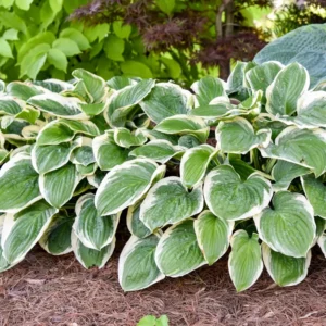 Hosta Royal Wedding Plant - 5.25