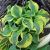 Hosta School Mouse Plant - Live Outdoor Plant - 5.25" Pot - Perennial Shade Miniature