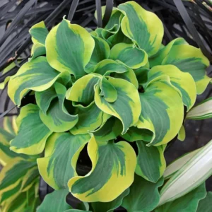 Hosta School Mouse Plant - Live Outdoor Plant - 5.25" Pot - Perennial Shade Miniature