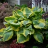 Hosta Seducer Plant - Live Hosta in 5.25" Pot - Perennial Shade Plant