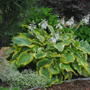 Hosta Seducer Plant - Live Hosta in 5.25