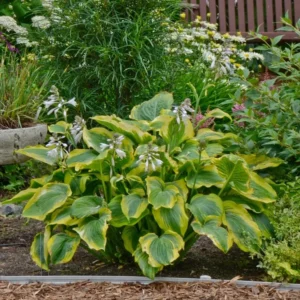Hosta Seducer Plant - Live Hosta in 5.25