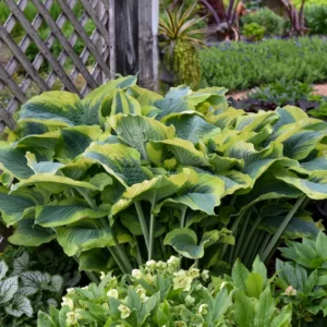 Hosta Seducer Plant - Live Hosta in 5.25