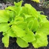 Hosta Seven Year Itch Plant 5.25" Pot Live Perennial Electric Color Shade Plant