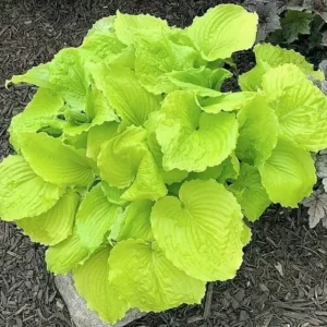 Hosta Seven Year Itch Plant 5.25