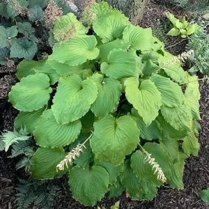 Hosta Seven Year Itch Plant 5.25