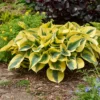 Hosta Shadowlands Autumn Frost Plant - 5.25" Potted Perennial for Shade