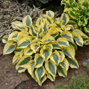 Hosta Shadowlands Autumn Frost Plant - 5.25