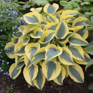 Hosta Shadowlands Autumn Frost Plant - 5.25