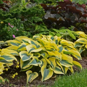 Hosta Shadowlands Autumn Frost Plant - 5.25