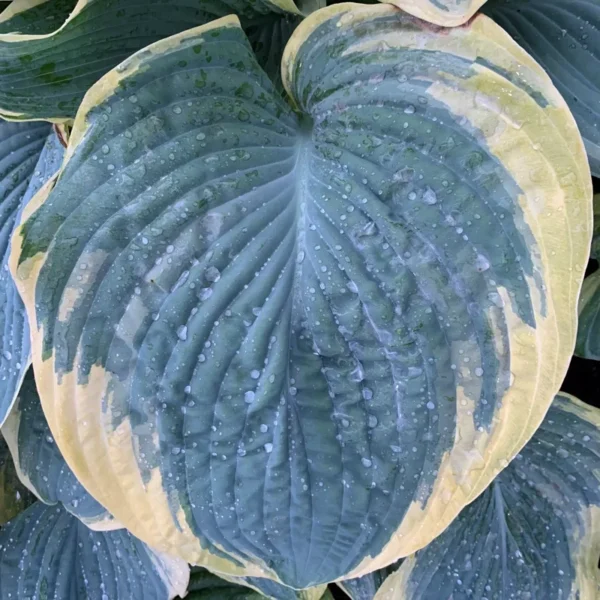 Hosta Shadowlands Gigantosaurus Plant - Live Perennial Shade Plant - 5.25" Pot