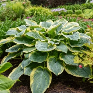 Hosta Shadowlands Gigantosaurus Plant - Live Perennial Shade Plant - 5.25