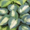 Hosta Shadowlands Hudson Bay Plant 5.25" Pot Perennial Shade Garden