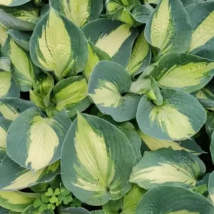 Hosta Shadowlands Hudson Bay Plant 5.25