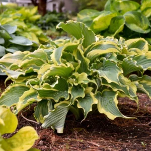 Hosta Shadowlands Voices In The Wind Plant 5.25