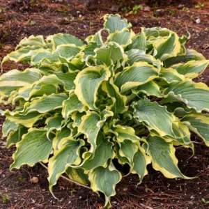 Hosta Shadowlands Voices In The Wind Plant 5.25
