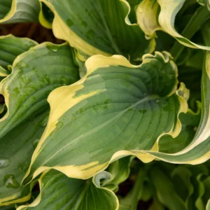 Hosta Shadowlands Voices In The Wind Plant 5.25