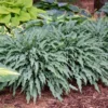 Hosta Silly String Plant - Live Hosta - 5.25" Pot - Shade Perennial with Unusual Leaves
