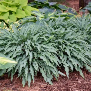 Hosta Silly String Plant - Live Hosta - 5.25