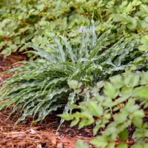 Hosta Silly String Plant - Live Hosta - 5.25