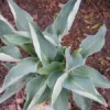 Hosta Silver Tongued Devil Plant - 5.25" Potted Live Hosta - Perennial Shade Plant