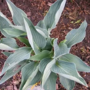 Hosta Silver Tongued Devil Plant - 5.25
