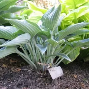 Hosta Silver Tongued Devil Plant - 5.25