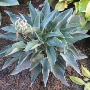 Hosta Silver Tongued Devil Plant - 5.25