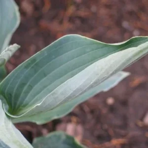 Hosta Silver Tongued Devil Plant - 5.25